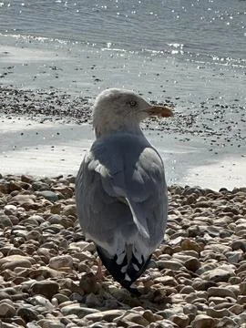 Seagull on the beach Stock Photos