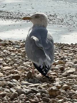 Seagull on the beach Stock Photos
