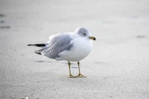 Seagull on the beach. Stock Photos