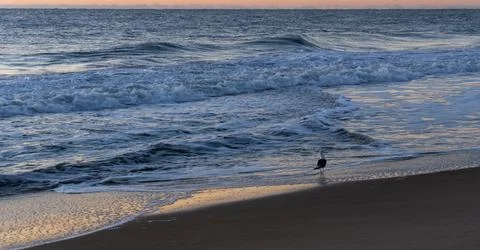 Seagull at the Beach Stock Photos