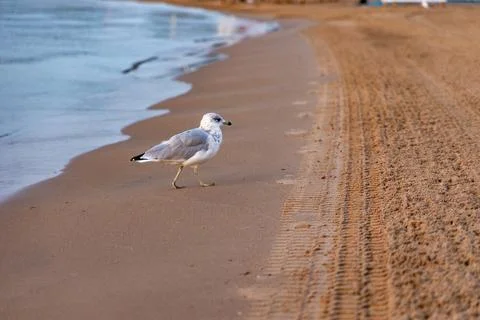 Seagull on the beach Stock Photos