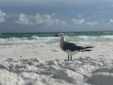 Seagull at the beach Foto stock