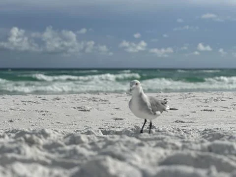 Seagull at the beach Foto stock