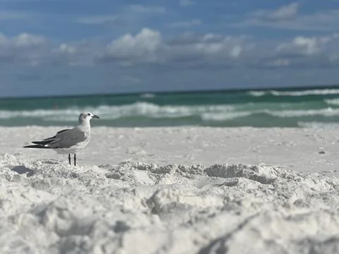 Seagull at the beach Foto stock