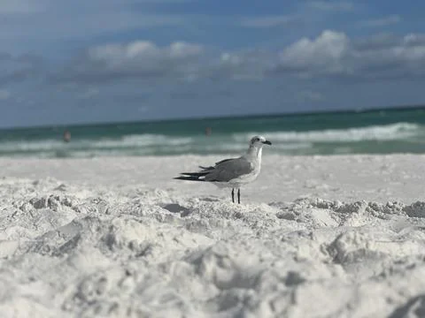 Seagull at the beach Foto stock