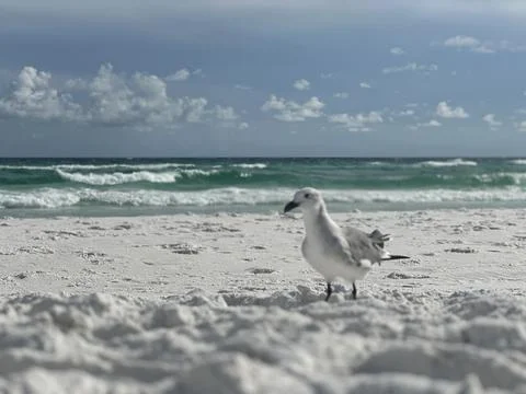 Seagull at the beach Foto stock