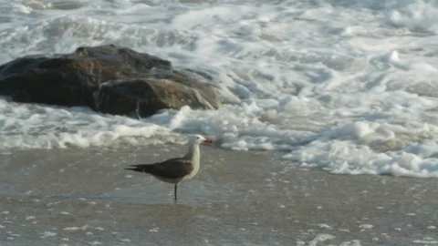 Seagull. On beach by rolling waves looking for food A Stock Footage 102402449