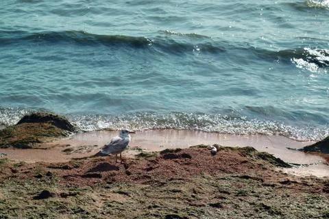 Seagull on the beach on the sand with algae. Stock Photos