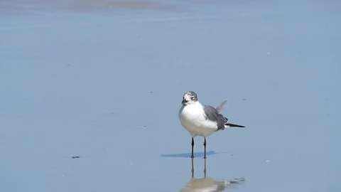 Seagull Beach in sand Stock Footage 74587081