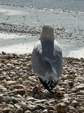 Seagull beach scene Stock Photos