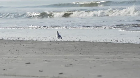 Seagull at the beach in schiermonnikoog. Video stock 44262694