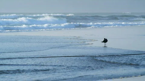 Seagull on beach shot on a red Video stock 502599