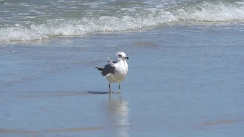 Seagull on beach slo mo Video stock 74587032