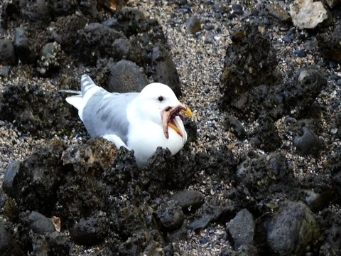 Seagull beach starfish in beak Stock Footage 73308340