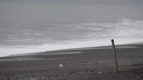 A seagull on the beach on a stormy day Stock Footage 143963581