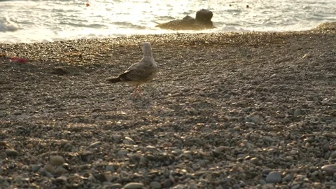 Seagull on the beach in the sun Video stock 217425059