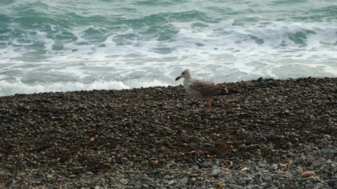Seagull on the beach in the sun. Stock Footage 219350008