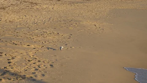 A seagull on a beach at sunset, Australia Stock Footage 94145090