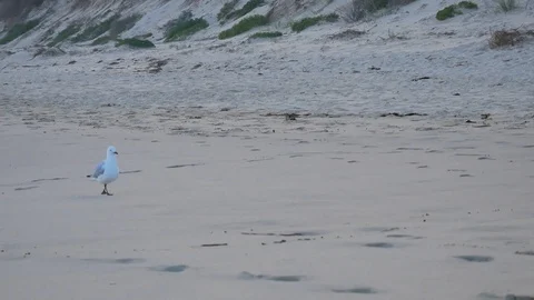 Seagull on a beach at sunset Stock Footage 111955649