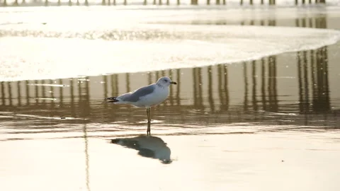 Seagull on the beach at sunset Stock Footage 232800901