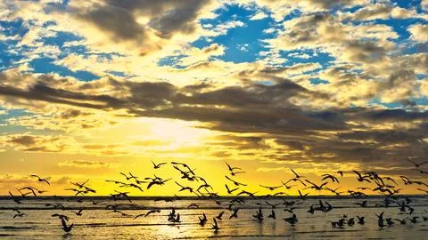 Seagull Beach Sunset Stock Photos