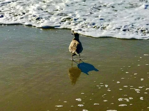 Seagull on the beach, view from behind, close up Stock Photos