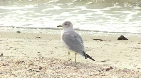 Seagull - Beach - Waves Видео 18072042