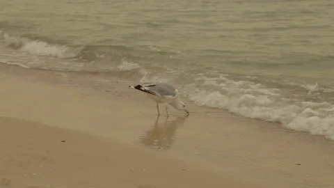 Seagull on the beach,full hd video Stock Footage 79163615