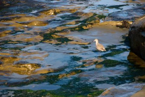 Seagull on beack Stock Photos