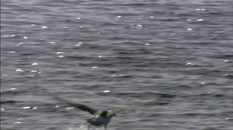 Seagull Beagle channel 2 Stock Footage 792719