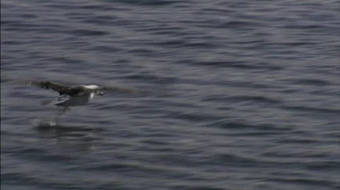 Seagull Beagle channel 3 Video stock 792782