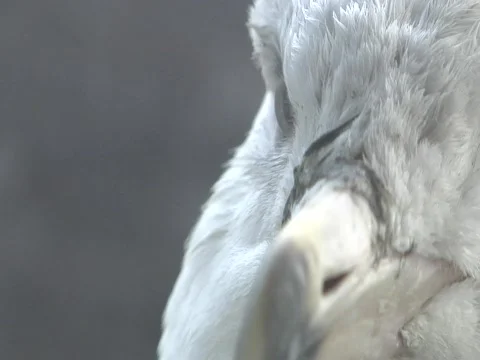 Seagull Beak Stock Footage 356513