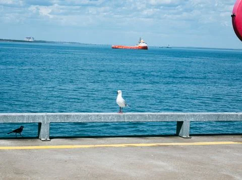 Seagull on a beam Wating For Chips Stock Photos