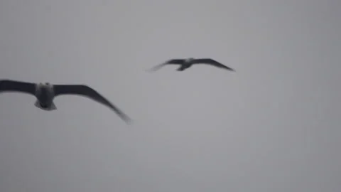 Seagull behind boat Stock Footage 134304850