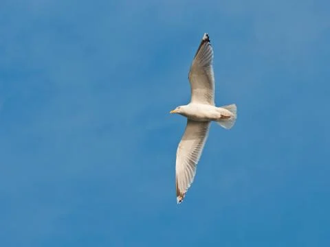 Seagull from below in evening light Stock Photos