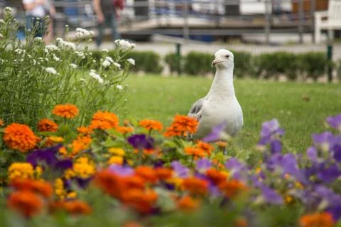 Seagull between the flowers. Stock Photos