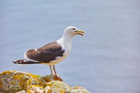 Seagull between rocks and with a smooth ocean bottom. Beautiful image of fauna. Stock Photos