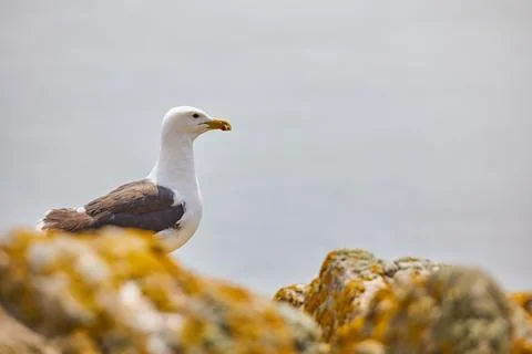 Seagull between rocks and with a smooth ocean bottom. Beautiful image of fauna Stock Photos