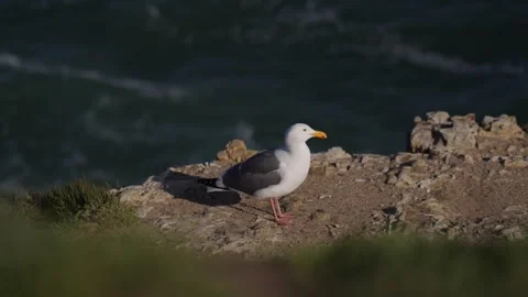 Seagull in Big Sur Pacific Coast Highway California Coast Bird Wildlife Nature 库存影片 246703002