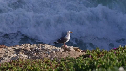 Seagull in Big Sur Pacific Coast Highway California Coast Bird Wildlife Nature Stockbeeldmateriaal 246703017
