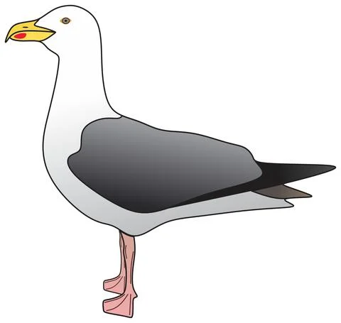 Seagull bird animal vector drawing standing side view on isolated background Stock Illustration