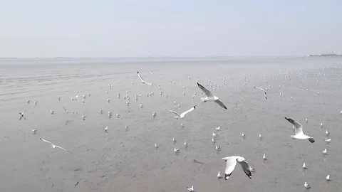 Seagull bird in the beach flying Stock Footage 96433040
