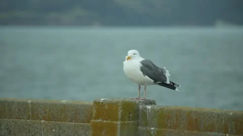 Seagull bird chillin' at a pier Stock Footage 21260140