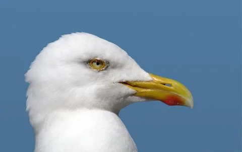 Seagull bird close up. Photos