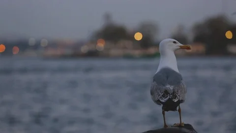 Seagull / Bird Detail 스톡 동영상 129345313