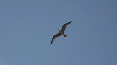 Seagull bird in flight Stock Footage 68937052