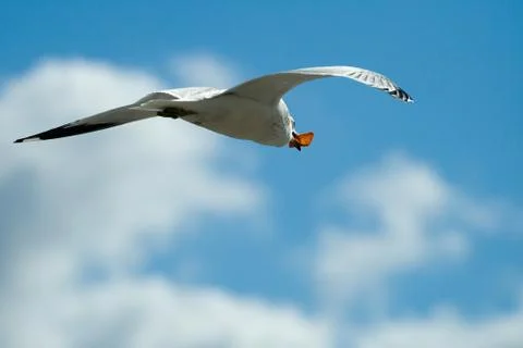 Seagull bird in flight Stock Photos