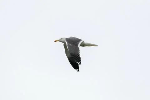 Seagull Bird in Flight Stock Photos