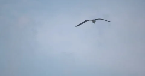 Seagull bird floating on the wind wings spread blue sky slow motion Stock Footage 336998193