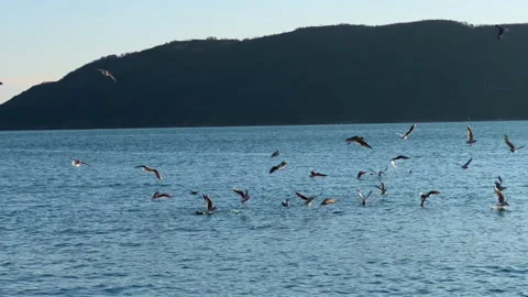 Seagull bird flock soaring and diving above blue sea water Vídeos de archivo 335213717